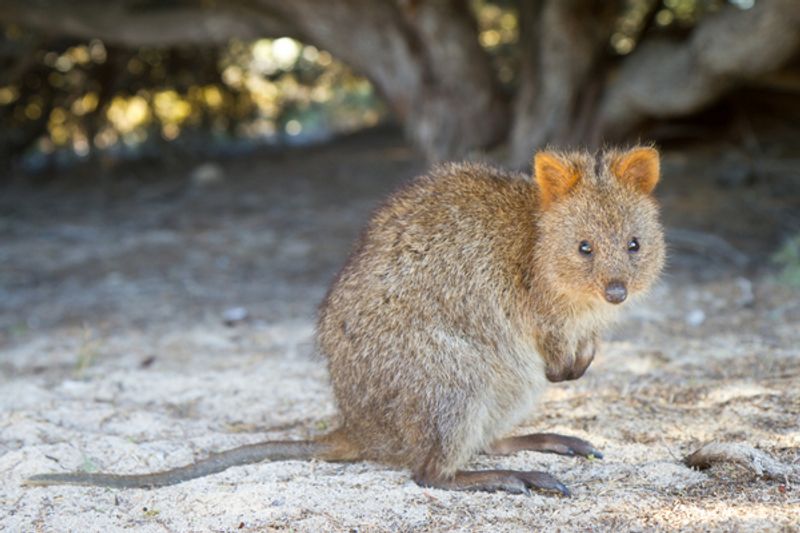 Animale australiano: alla scoperta del Quokka