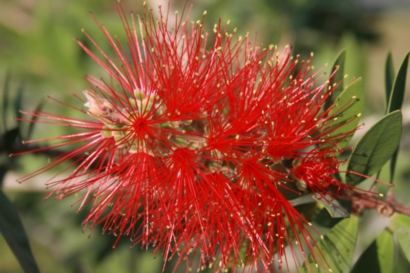 benefici fiori australiani