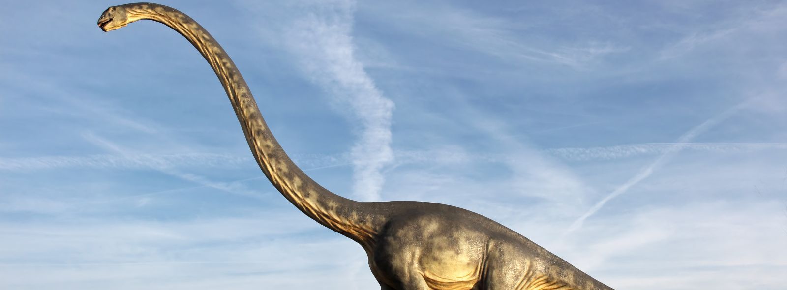 Brachiosauro: caratteristiche e curiosità