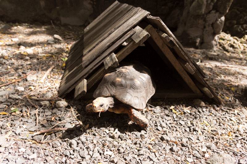 come costruire un terrario per tartarughe