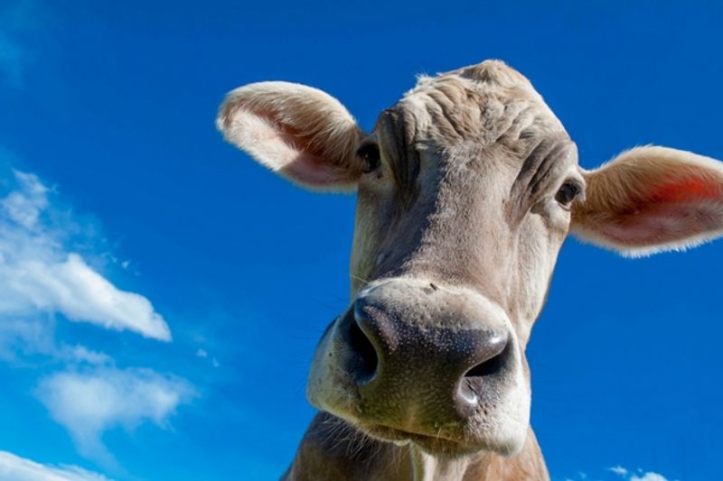 Cosa c'è da sapere sulla gestazione della mucca