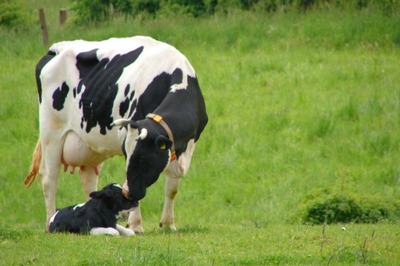 Cosa c'è da sapere sulla gestazione della mucca