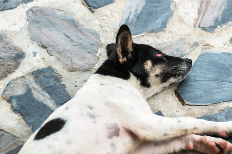 Cos'è la terza palpebra del cane