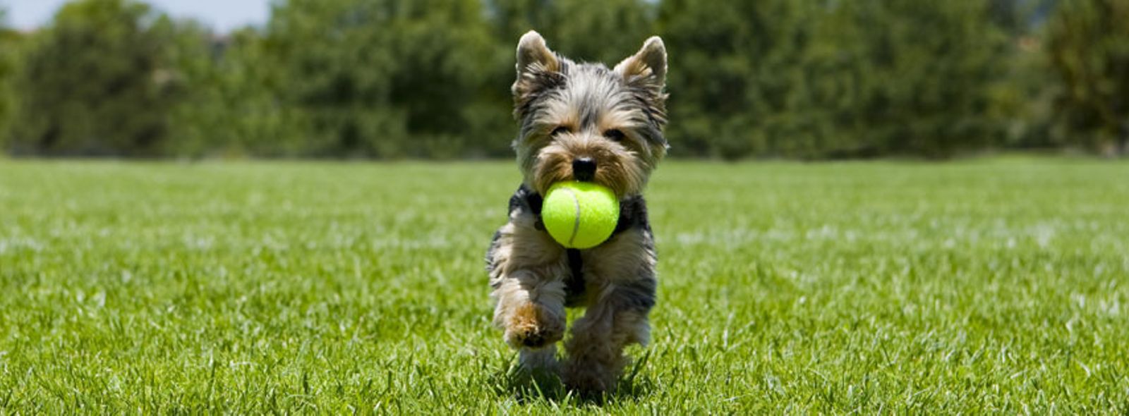 Quali sono i comandi per addestrare un cane