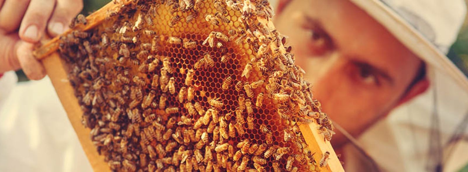 Come diventare apicoltore