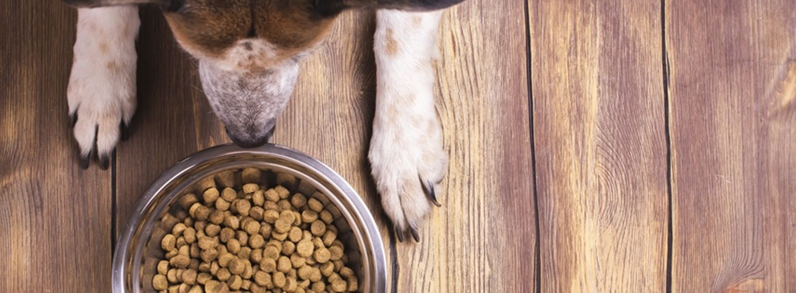 Quali cibi fanno male ai cani