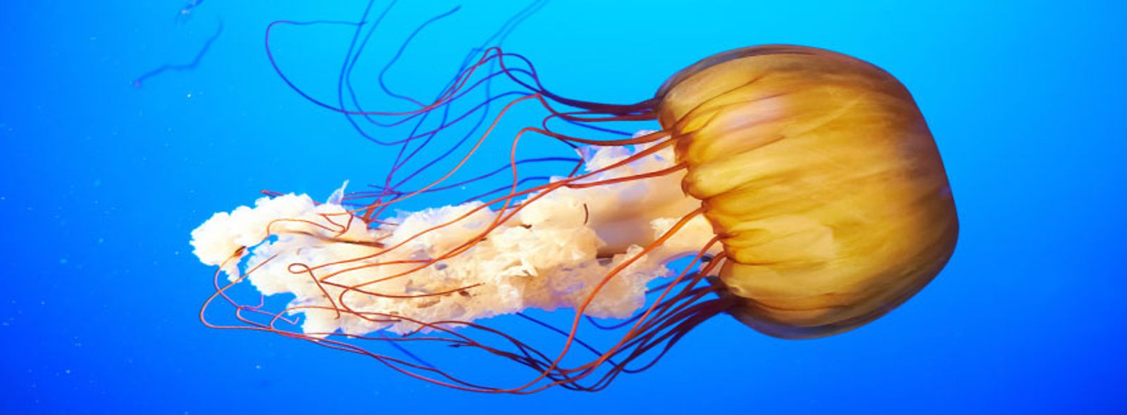 Rimedi contro le meduse