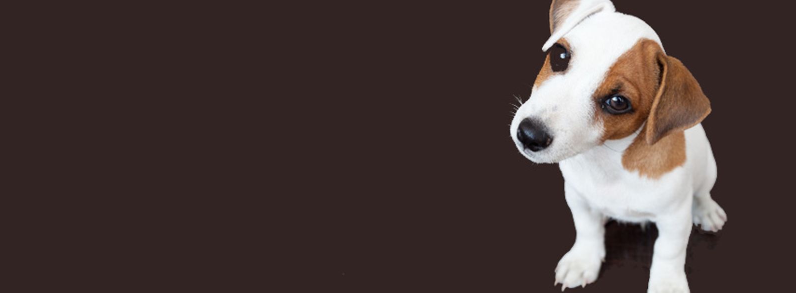 Tumore della mammella del cane