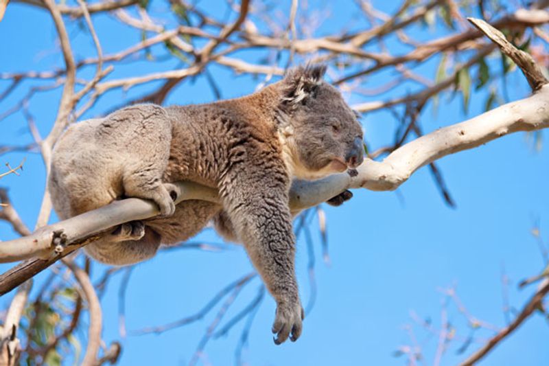 Koala cosa mangia