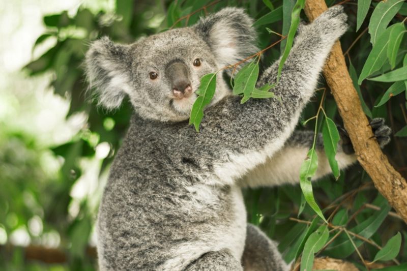 Koala cosa mangia