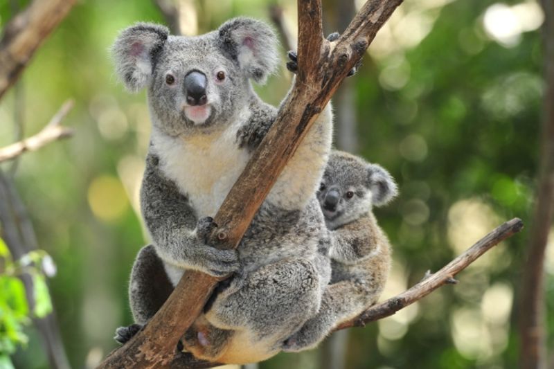 koala cosa mangia