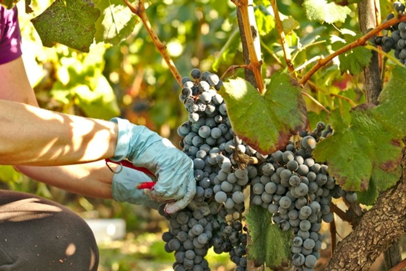 Migliori aziende produttrici di Barolo