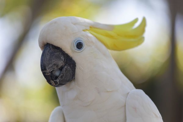 pappagallo bianco