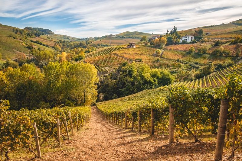 Percorsi Vino Barolo