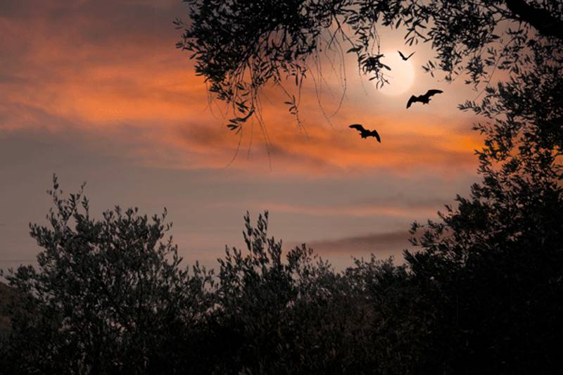 pipistrello rossastro