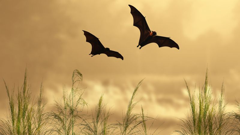 Pipistrello rossastro