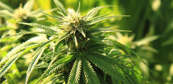 Legalizzazione marijuana