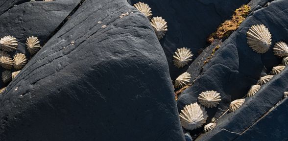 Patelle Di Mare Trovami