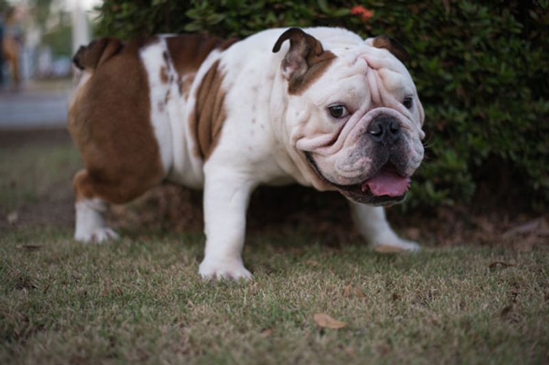 pulizia del bulldog inglese