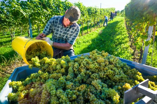 quali sono le fasi della vendemmia