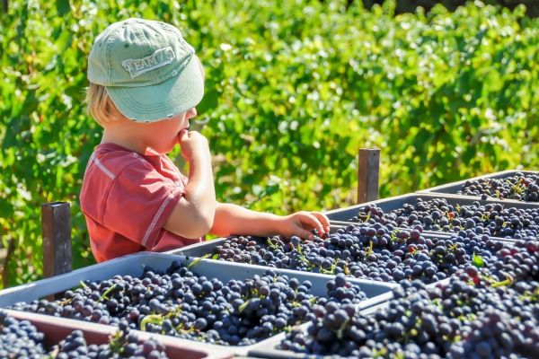 quali sono le fasi della vendemmia