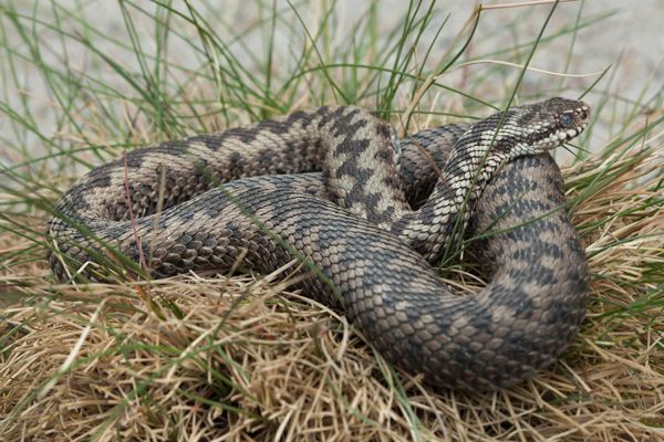 Serpenti velenosi in Italia