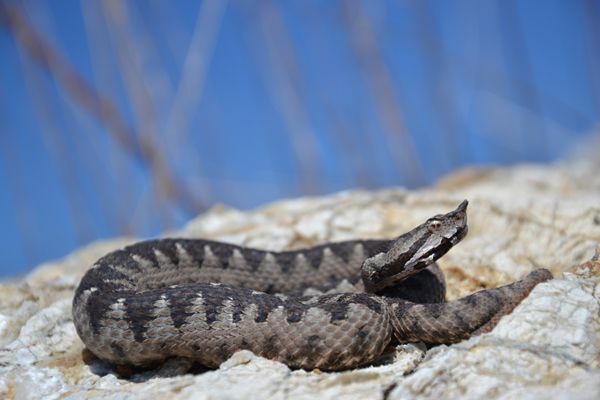 Serpenti velenosi in Italia