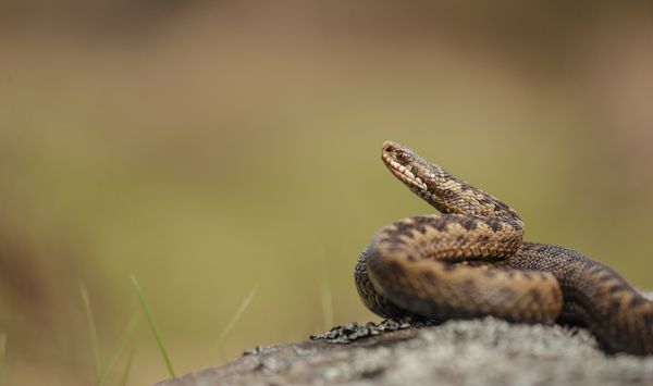 Serpenti velenosi in Italia