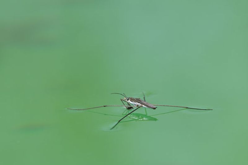 Caratteristiche di talassomia e Chironomidi