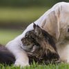 Come adottare cani e gatti abbandonati