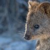 Animale australiano: alla scoperta del Quokka