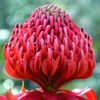 Elenco e benefici dei fiori australiani