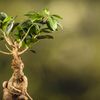 Come si cura il bonsai da interno
