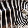 Alla scoperta della carne di zebra
