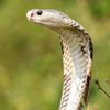 Gli animali più velenosi del mondo