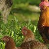 Come funzionano gli allevamenti per galline