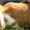 Cos'è il coniglio nano ariete