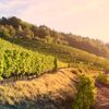 Itinerario degustazione vini Toscana