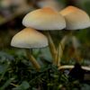 Quali sono i funghi teramani?