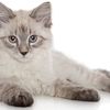 Perché scegliere un gatto siberiano?