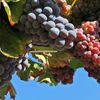Itinerario degustazione vini Sardegna