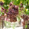 Itinerario degustazione vini Sicilia