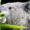 Il koala cosa mangia?
