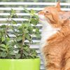 Come proteggere le piante dal gatto