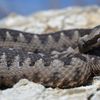 Serpenti velenosi in Italia
