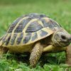 Come allevare tartarughe di terra