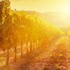 Tour Cantine Chianti