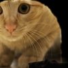 Se il gatto vomita